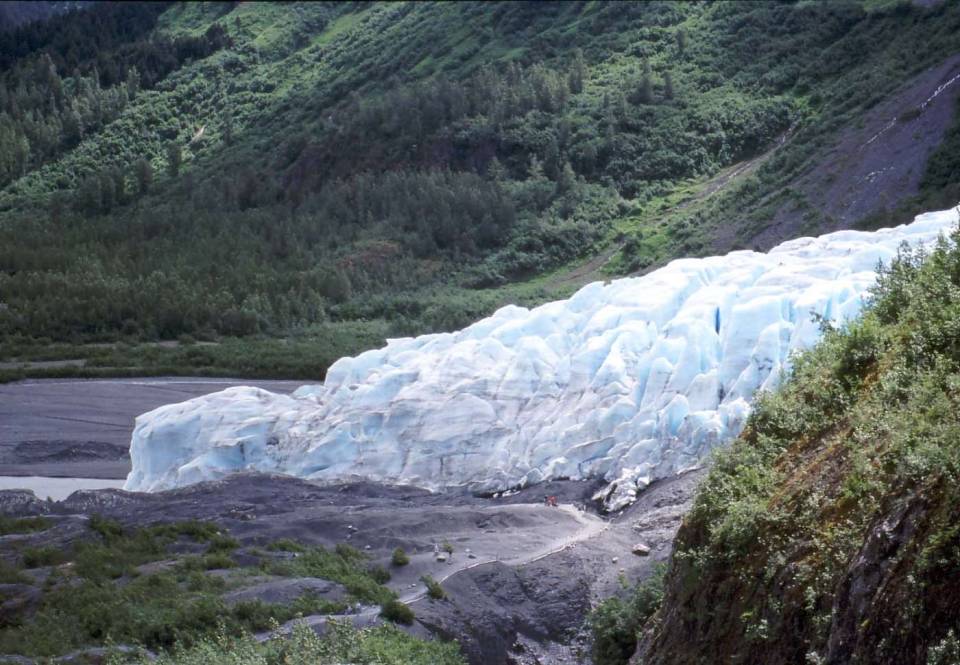 Alaska exit glacier bottom trees
