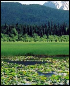 Alaska Yukon pond view