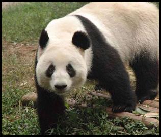 China Chengdu giant panda