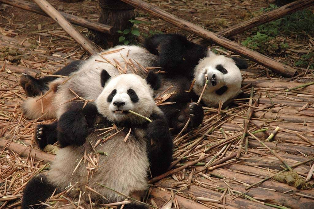 China Chengdu giant pandas eating