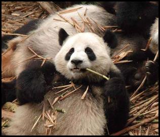 China Chengdu giant pandas eating
