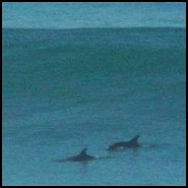 thumbnail Del Mar surf overhead waves dolphins