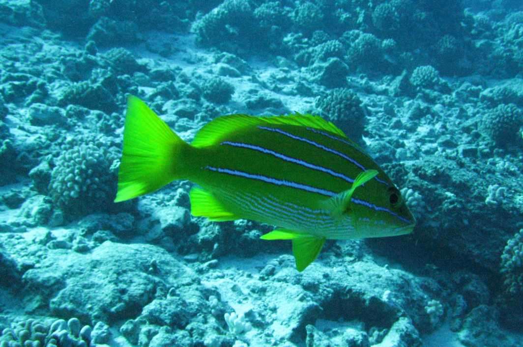 Hawaii Maui fish Molokini