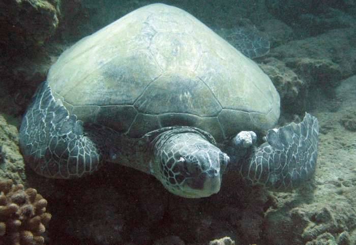 Hawaii Maui turtle town sea turtle underwater