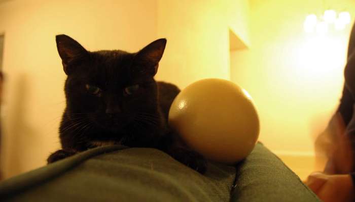 Cat ostrich egg