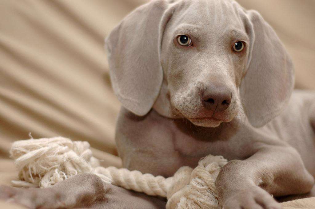 Dog weimaraner puppy chew toy rope