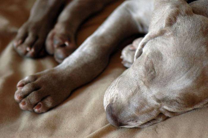 Dog weimaraner puppy sleeping