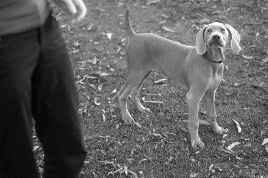Dog weimaraner puppy derpy look black and white monochrome