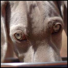 thumbnail Dog puppy weimaraner drinking water