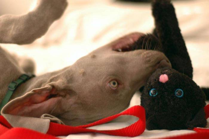 Dog weimaraner puppy cat toy