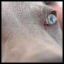 thumbnail Dog puppy weimaraner