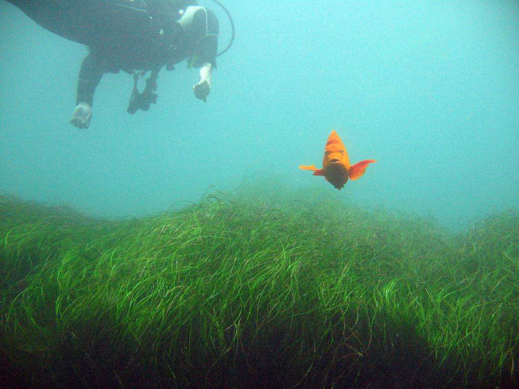 Scuba dive fish grass underwater