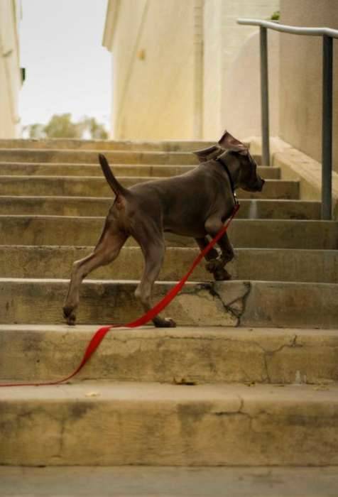 Dog weimaraner puppy steps La Jolla