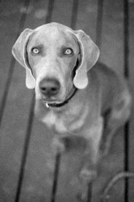 Dog weimaraner puppy