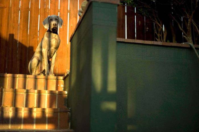 Dog weimaraner steps