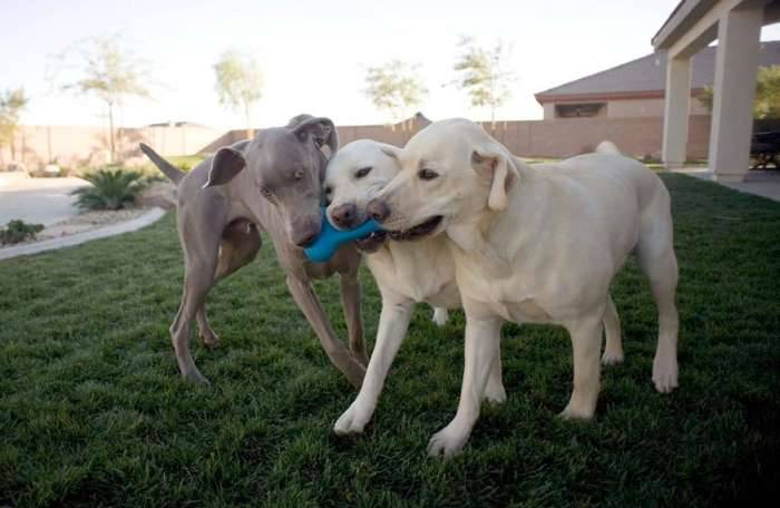 Weimaraner lab play yard toy tug of war