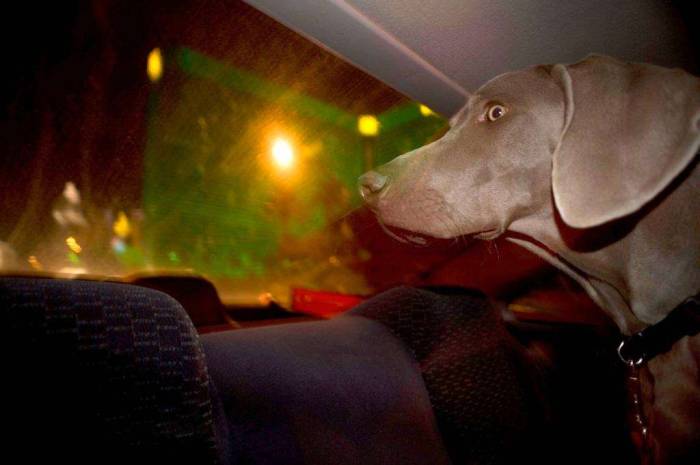 Weimaraner Las Vegas MGM grand car