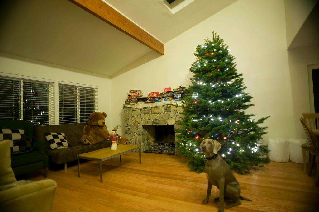 Dog weimaraner Christmas tree living room