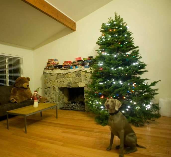 Dog weimaraner Christmas tree living room