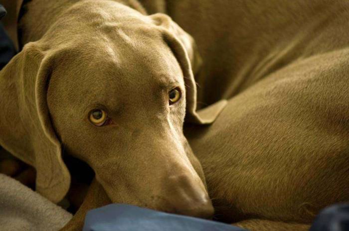 Dog weimaraner curled up