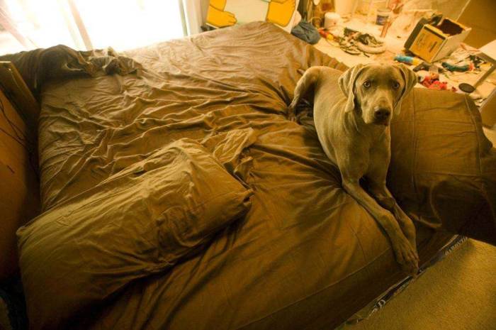 Weimaraner dog bed construction