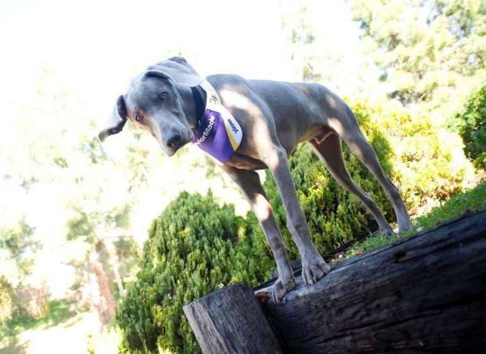 Dog weimaraner Vikings visor floppy ear