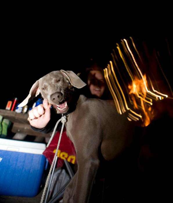 Camping night photography slow shutter dog stick weimaraner