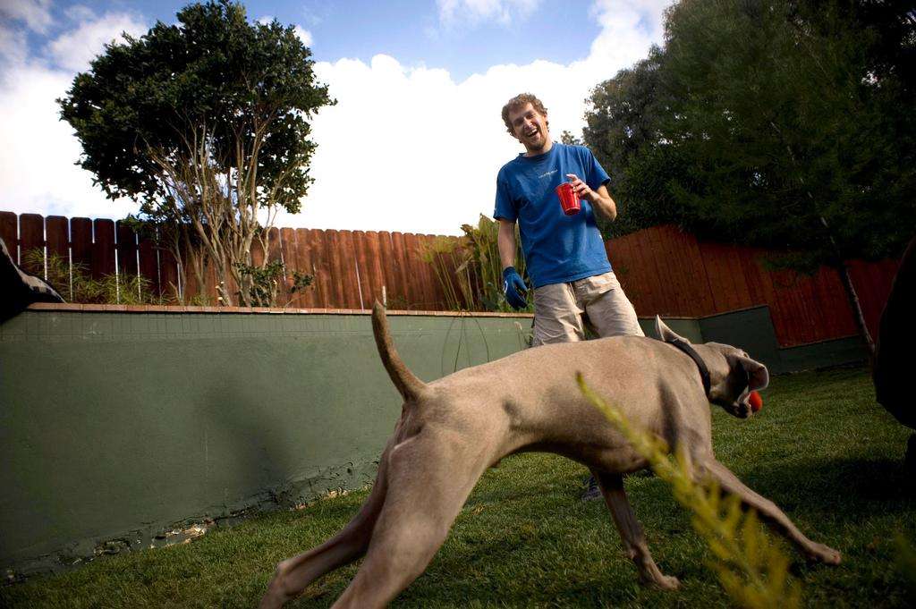 Dog weimaraner playing grass yard