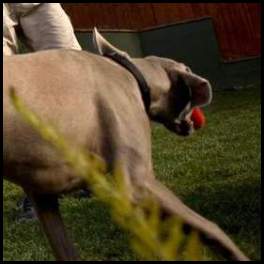 thumbnail Dog weimaraner playing grass yard