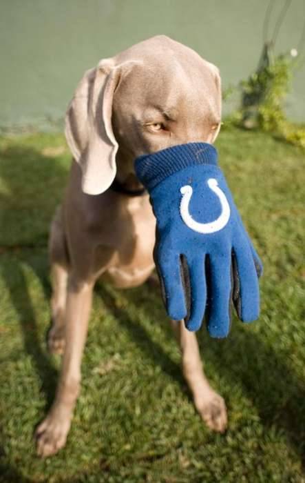 Weimaraner Indianapolis Colts glove unhappy puppy