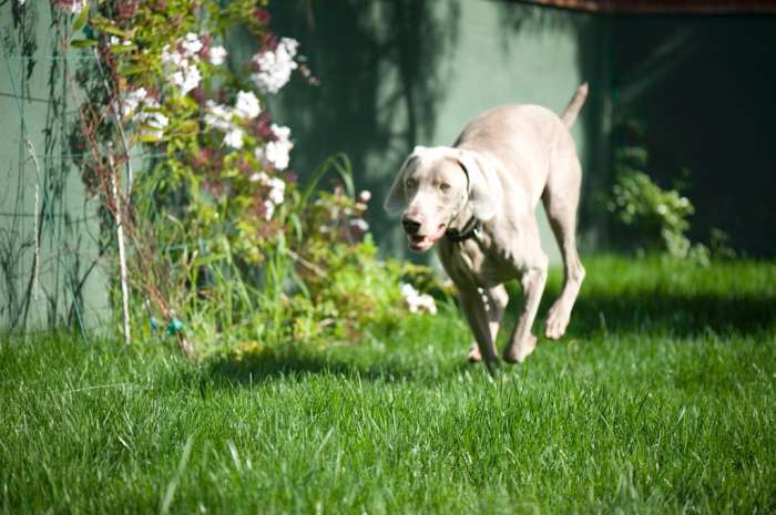 Weimaraner running grass