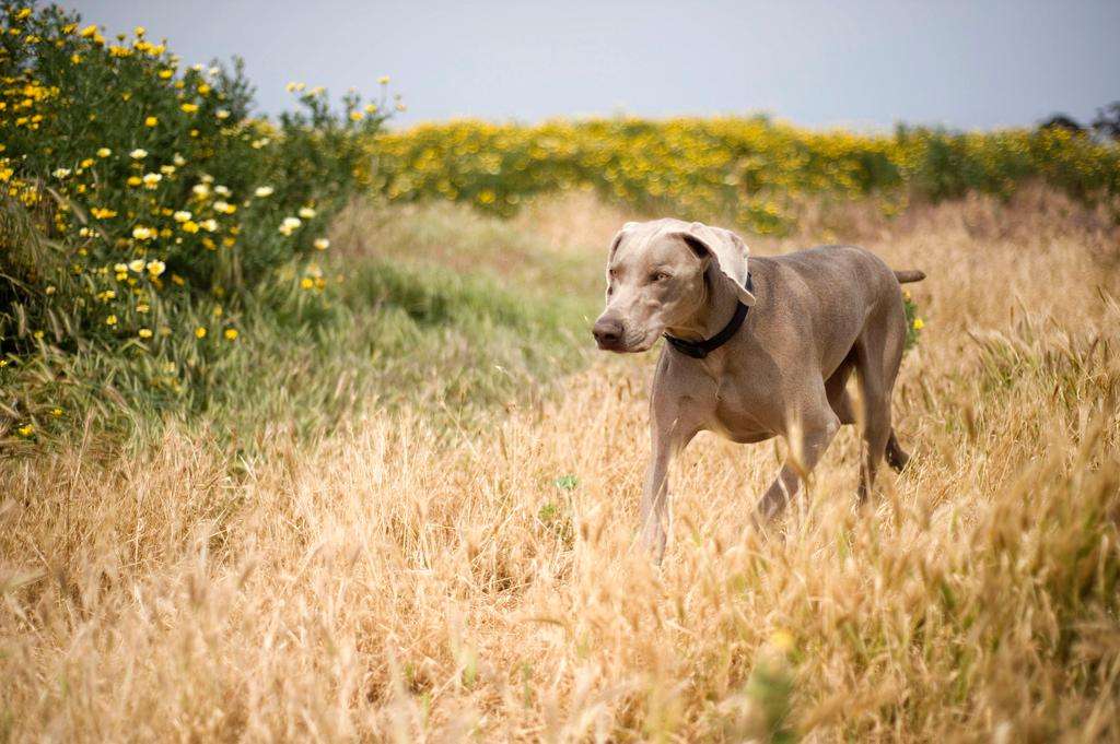 Dog weimaraner yellow flowers hunting