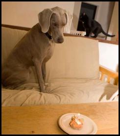 Dog weimaraner birthday cake candle