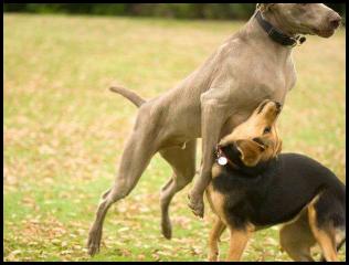 dog chau german shepard play park iceplant weimaraner