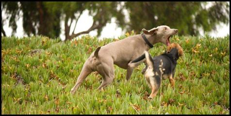 dog chau german shepard play park iceplant weimaraner chomp