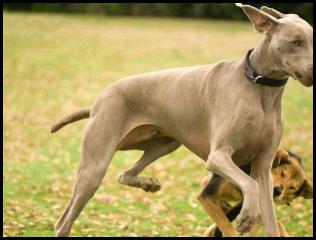 dog chau german shepard play park iceplant weimaraner