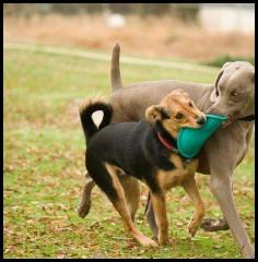 dog chau german shepard play park weimaraner frisbee