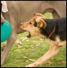 dog chau german shepard play park weimaraner frisbee