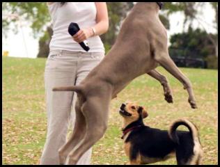 dog chau german shepard play park weimaraner