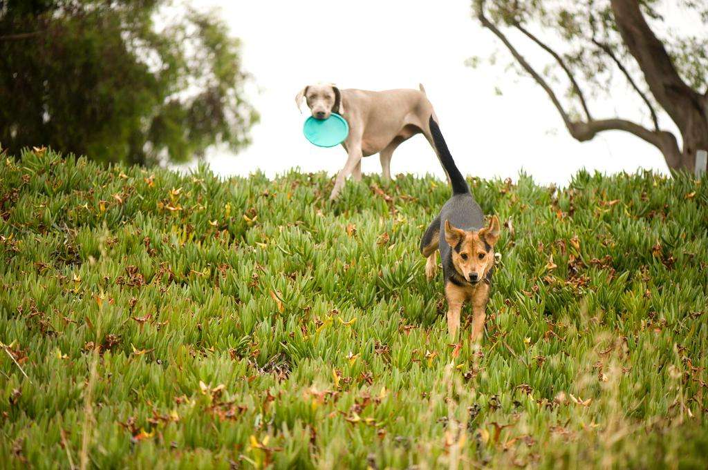 dog chau german shepard play park iceplant weimaraner frisbee
