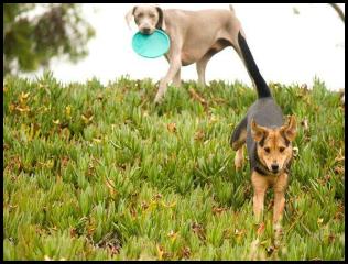 dog chau german shepard play park iceplant weimaraner frisbee