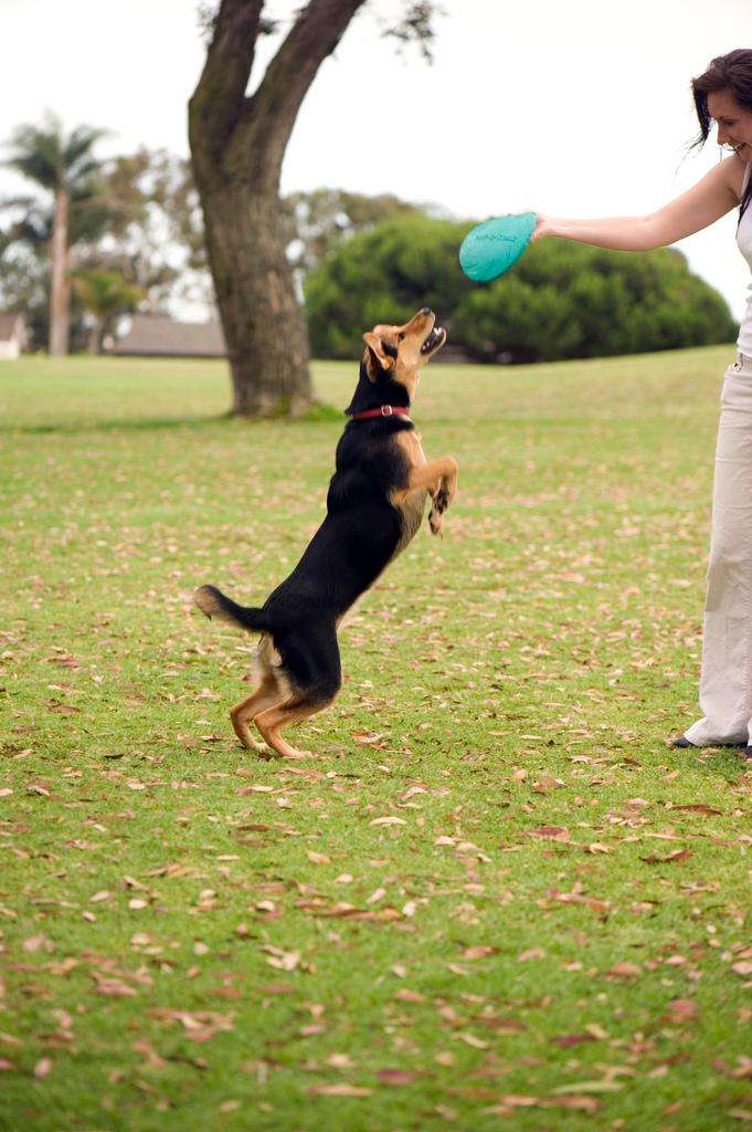 dog frisbee chau german shepard play park
