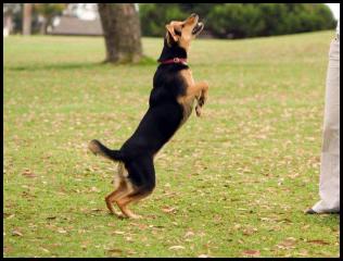 dog frisbee chau german shepard play park