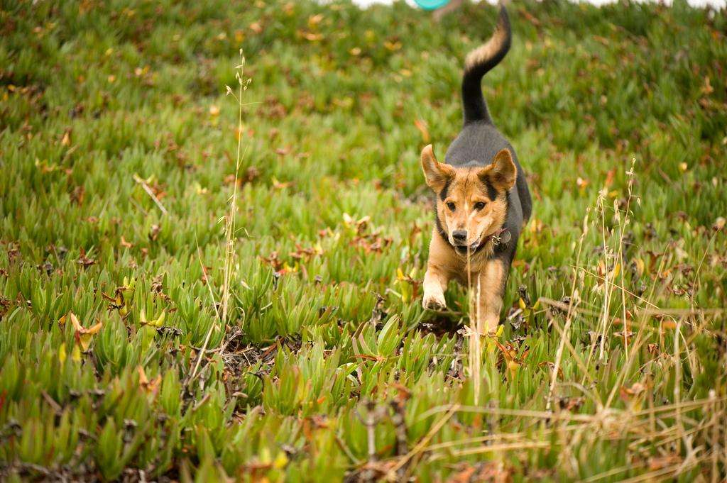 dog chau german shepard play park iceplant