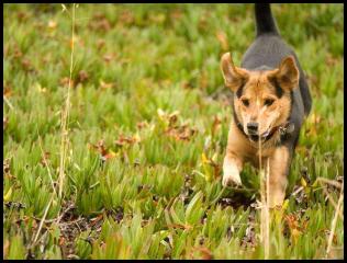 dog chau german shepard play park iceplant