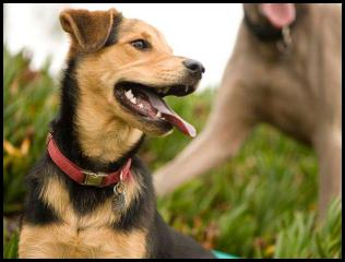 dog chau german shepard play park iceplant weimaraner