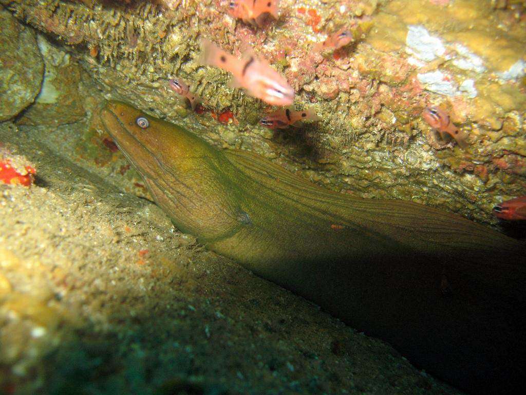 Mexico Cabo scuba dive eel