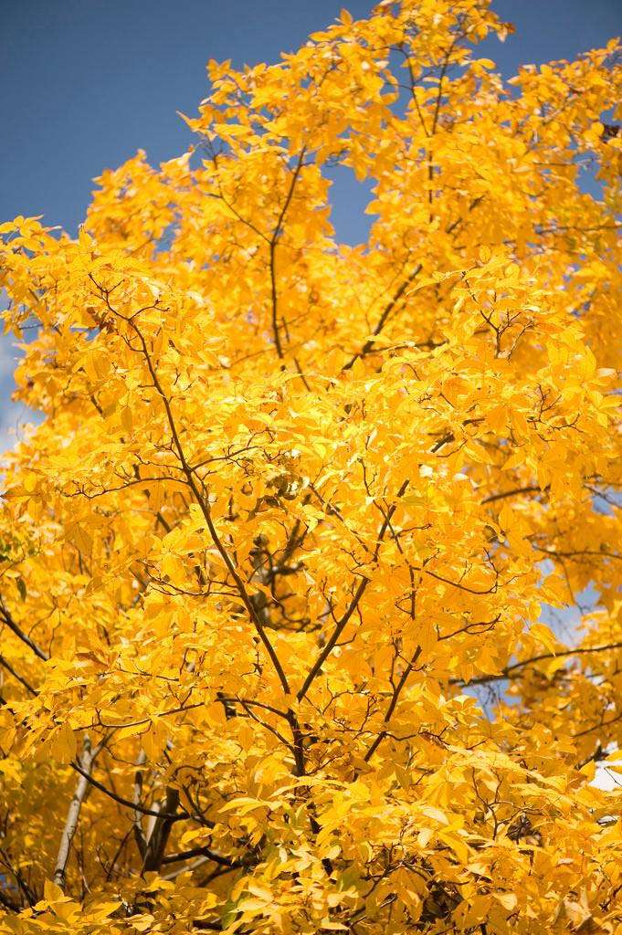 Virgina fall leaves turning yellow