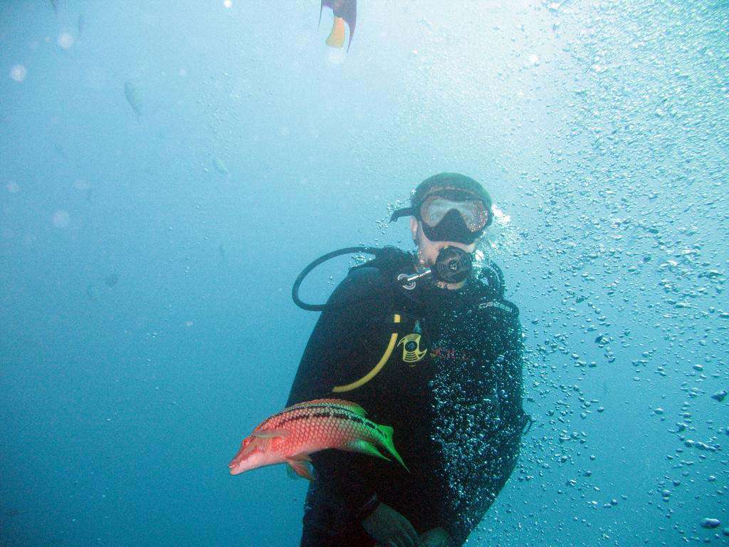 Mexico Cabo scuba fish diver
