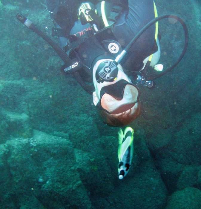 Scuba dive fish Cabo